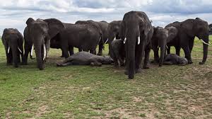 طقوس دفن مأساوية لدى الفيلة مشابهة للبشر