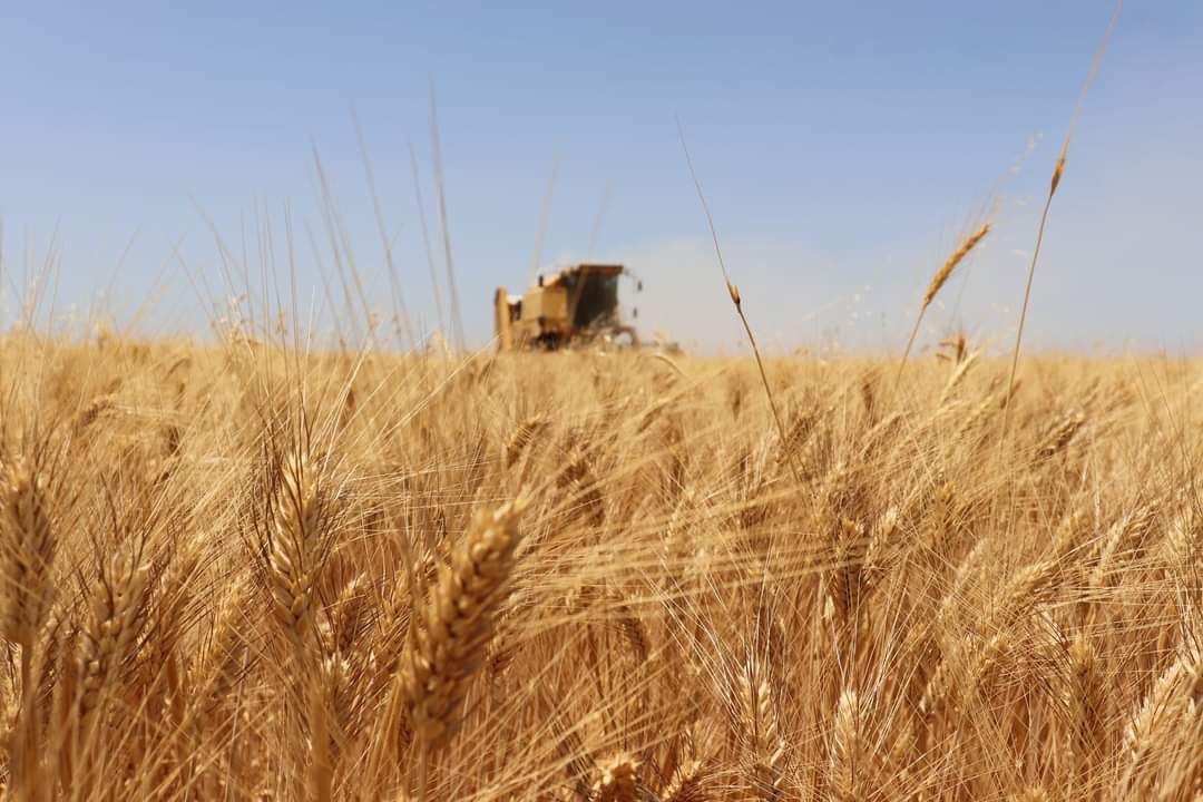 تخصيص مركزين لاستلام محصول القمح في درعا
