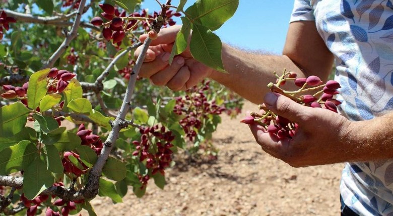 غير مسبوقة منذ سنوات.. تقديرات إنتاج الفستق الحلبي لهذا العام تفوق ٧٧ ألف طن