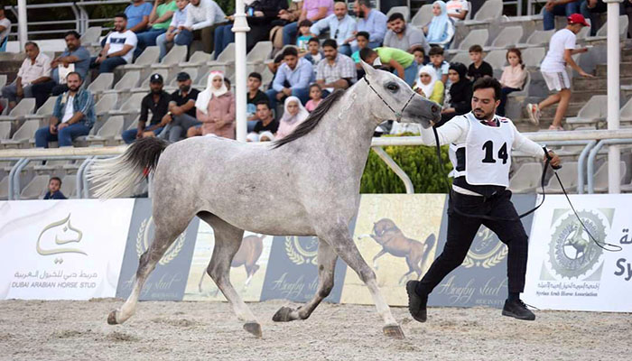 قريباً.. العرض الوطني العاشر للخيول العربية الأصيلة بدمشق