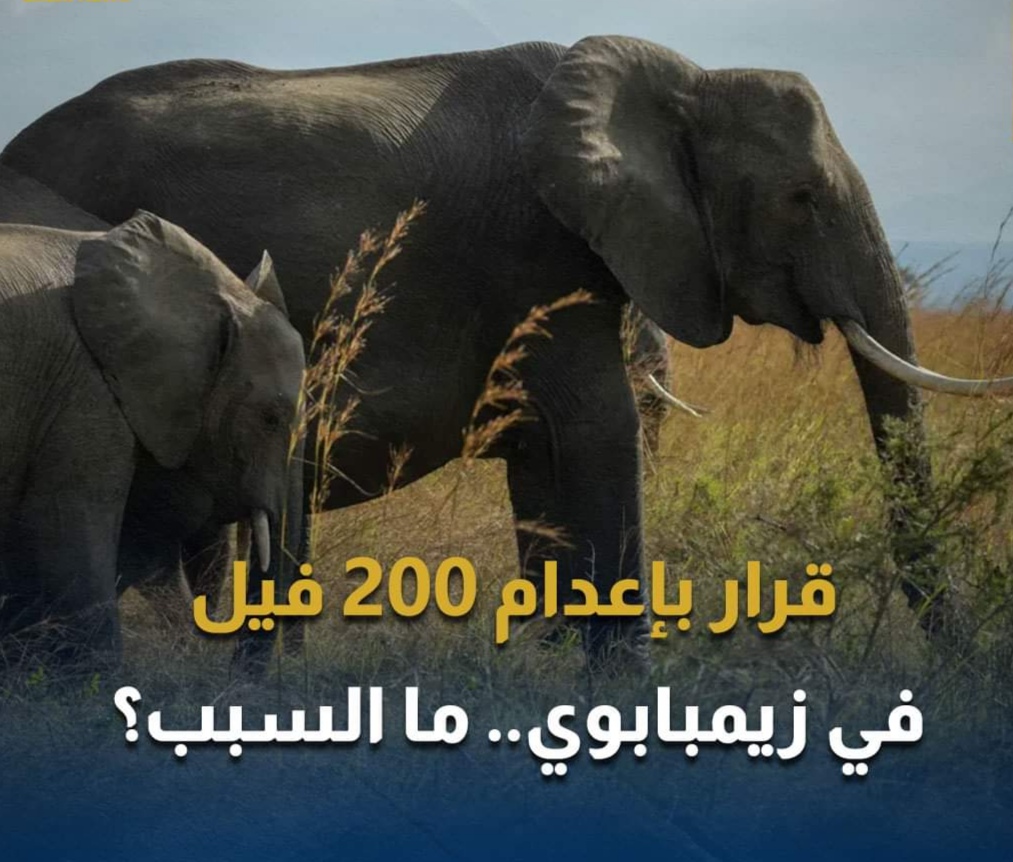 زيمبابوي تعلن عن خطة لإعدام 200 فيل....