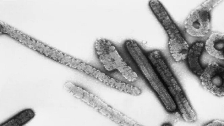 حمى ماربورغ: الأعراض والوقاية من فيروس قاتل
